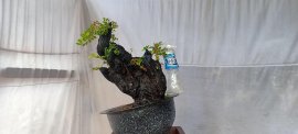 Gốc cẩm thị lùn lực, sống khỏe