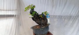 Gốc cẩm thị lùn lực, sống khỏe