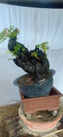 Gốc cẩm thị lùn lực, sống khỏe