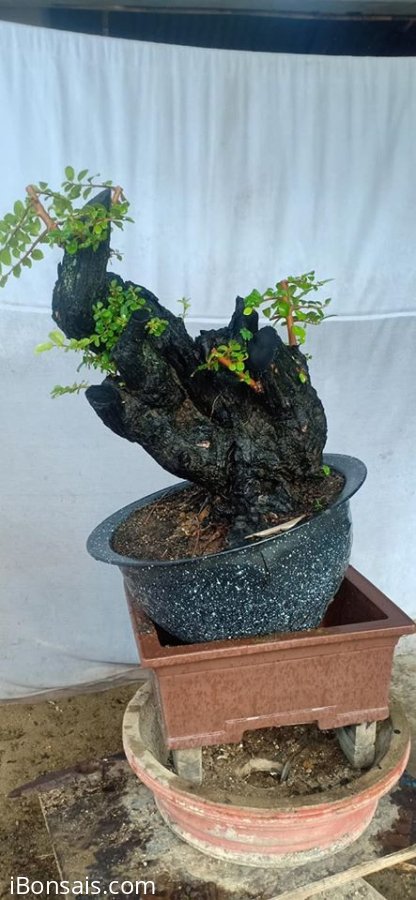 Gốc cẩm thị lùn lực, sống khỏe