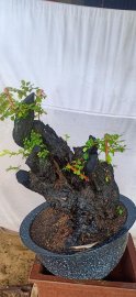 Gốc cẩm thị lùn lực, sống khỏe