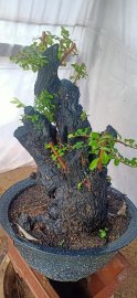 Gốc cẩm thị lùn lực, sống khỏe