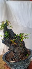 Gốc cẩm thị lùn lực, sống khỏe