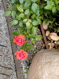 Một ngày nghĩ lễ 1.05.2021