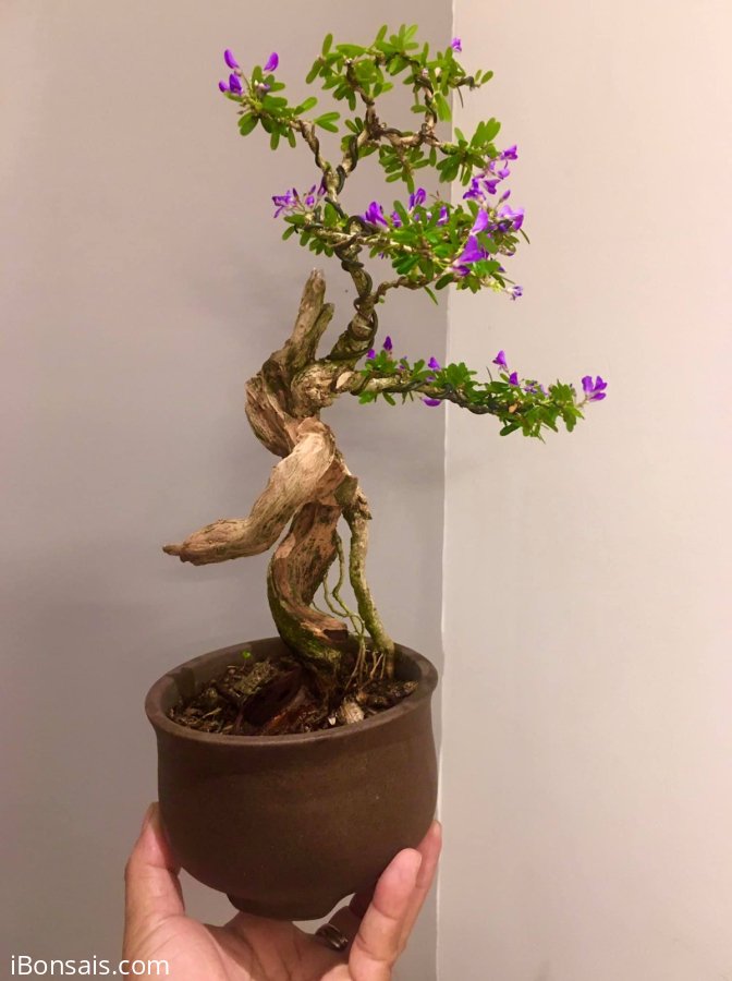 Cô bé này đỏng đảnh cứ hoa suốt