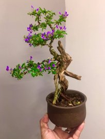 Cô bé này đỏng đảnh cứ hoa suốt