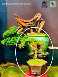 Sam núi bông chia sẻ vườn cộng đồng
