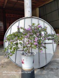  Hoa giấy thác đổ và Linh sam siêu siêu bông