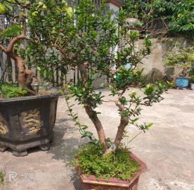 Mấy ngày nghỉ lễ dành cho mấy em