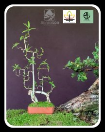 Bonsai Lũa Nghệ Thuật  vừa chốt trưa nay