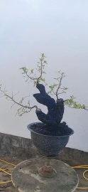 Cẩm thị đã sống khoẻ