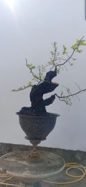 Cẩm thị đã sống khoẻ