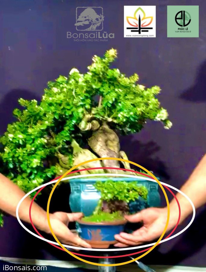 Một cây sam trái hai người bưng