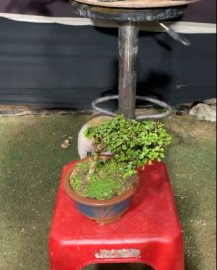 Một cây sam trái hai người bưng