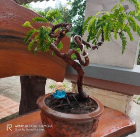 Me thái được nhà vườn tặng