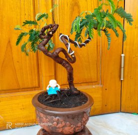 Me thái được nhà vườn tặng