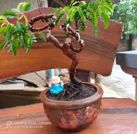 Me thái được nhà vườn tặng