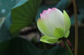 Ảnh hoa sen đẹp