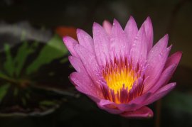 Ảnh hoa sen đẹp