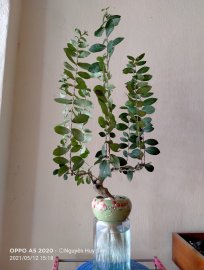 Tường vi trồng thủy sinh lần đầu tiên được thử nghiệm thành công