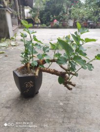Bonsai dâu nhà em