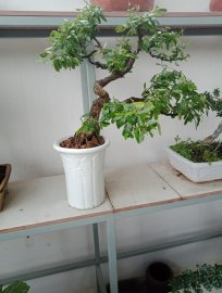 Linh sam sông hinh