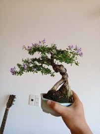 Cây của vườn cộng đồng ra hoa