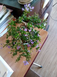 Cây của vườn cộng đồng ra hoa