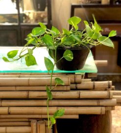 Tháng 5 phong trào trồng cây xanh mang lại bầu không khí trong sạch