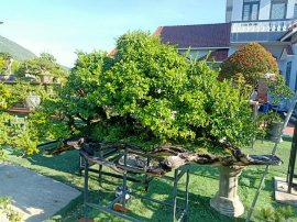 Ai ở Tuy Hòa chắc biết vườn này (Phần 2)