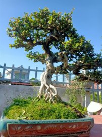 Ai ở Tuy Hòa chắc biết vườn này (Phần 2)