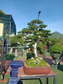 Ai ở Tuy Hòa chắc biết vườn này (Phần 2)