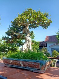 Ai ở Tuy Hòa chắc biết vườn này (Phần 2)