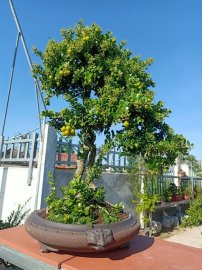 Ai ở Tuy Hòa chắc biết vườn này (Phần 2)