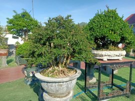 Ai ở Tuy Hòa chắc biết vườn này (Phần 2)