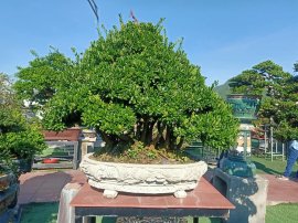 Ai ở Tuy Hòa chắc biết vườn này (Phần 2)