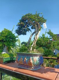 Ai ở Tuy Hòa chắc biết vườn này (Phần 2)