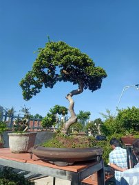 Ai ở Tuy Hòa chắc biết vườn này (Phần 2)