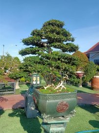 Ai ở Tuy Hòa chắc biết vườn này (Phần 3)