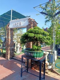 Ai ở Tuy Hòa chắc biết vườn này (Phần 3)