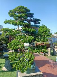 Ai ở Tuy Hòa chắc biết vườn này (Phần 3)