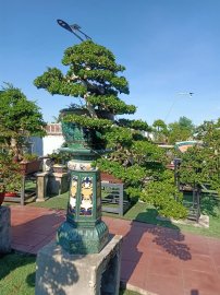 Ai ở Tuy Hòa chắc biết vườn này (Phần 3)