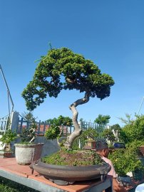 Ai ở Tuy Hòa chắc biết vườn này (Phần 3)