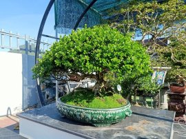 Ai ở Tuy Hòa chắc biết vườn này (Phần 3)