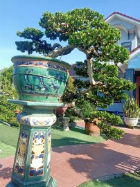 Ai ở Tuy Hòa chắc biết vườn này (Phần 3)
