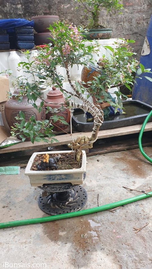 Hồng ngọc mai, cả chậu bao ship