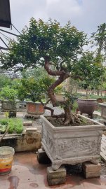 Tường vi bonsai