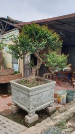 Tường vi bonsai