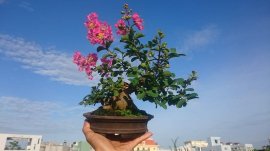 Chờ mãi mới có người đề cử, xin cám ơn anh.