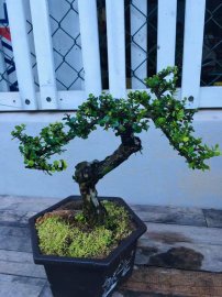 E cảm ơn a Tuấn Võ và vườn cộng đồng đã tặng e tp sam bông này